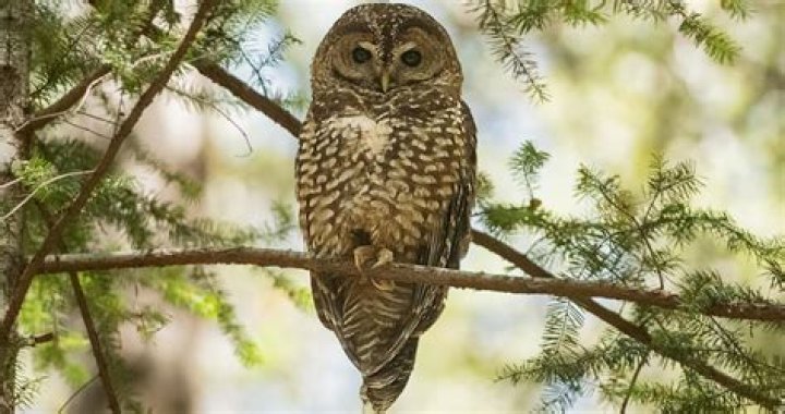 Can baby wear Owlet all day?