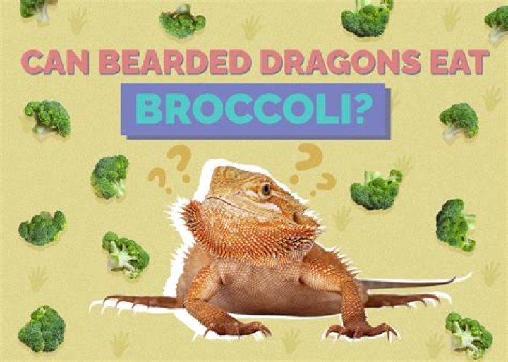 Can bearded dragons eat broccoli?