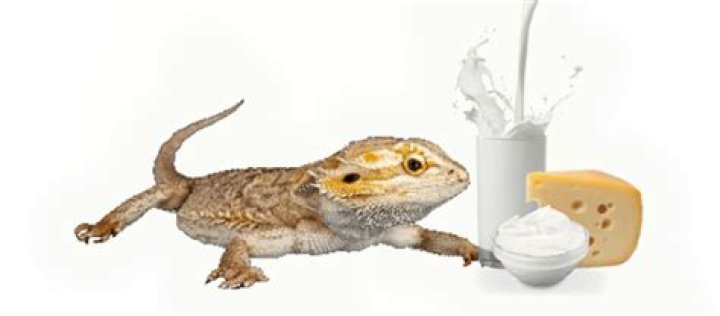 Can bearded dragons have milk?