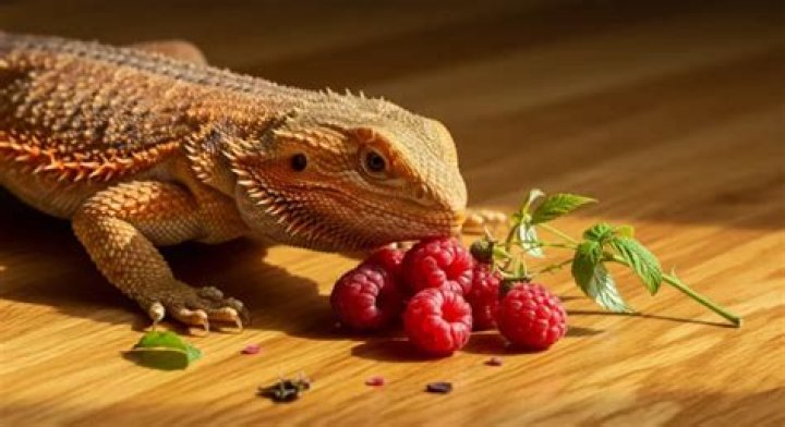 Can bearded dragons have raspberries?