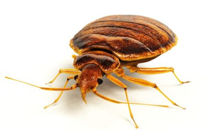 Can bed bugs be confined to one room?