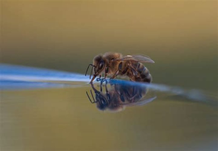 Can bees swim?