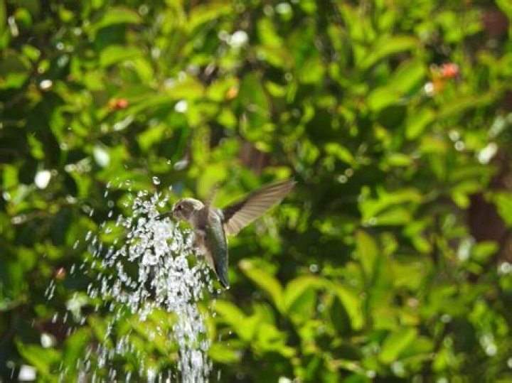Can birds drink hose water?
