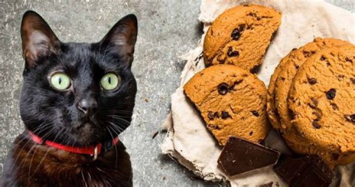 Can cats eat biscuits?
