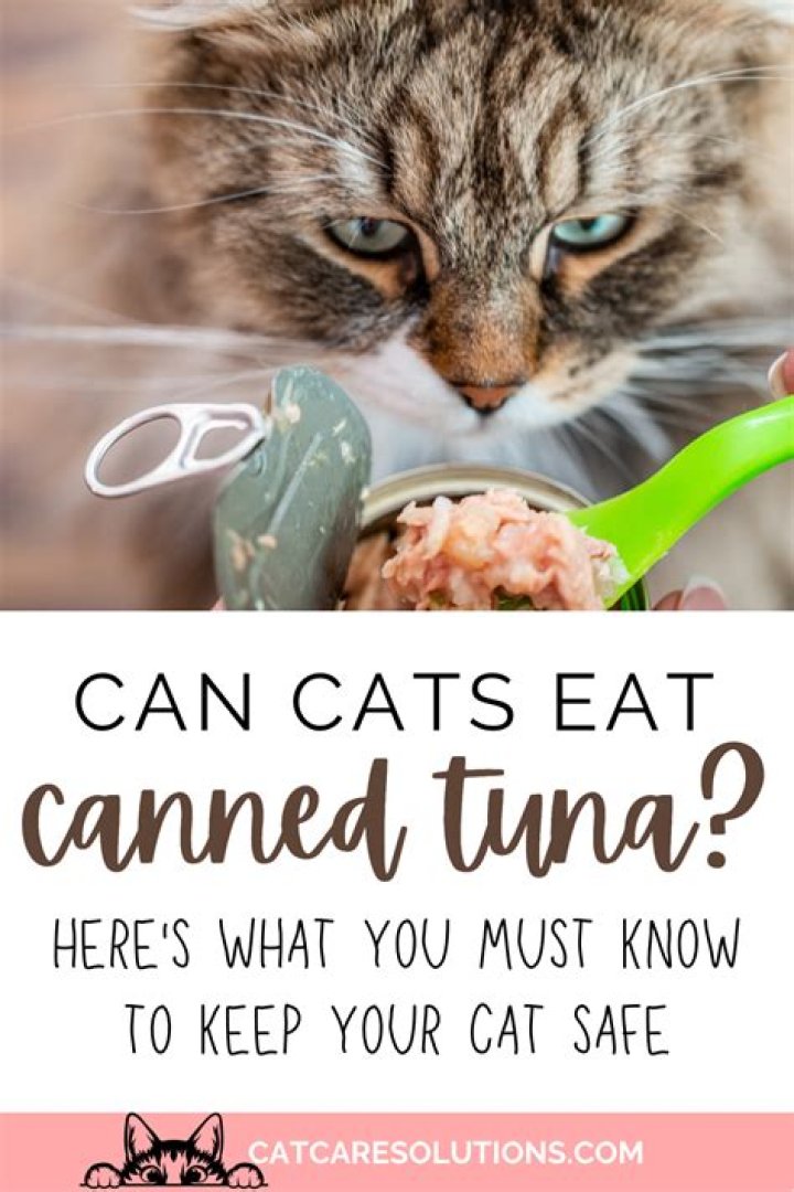 Can cats eat canned tuna?