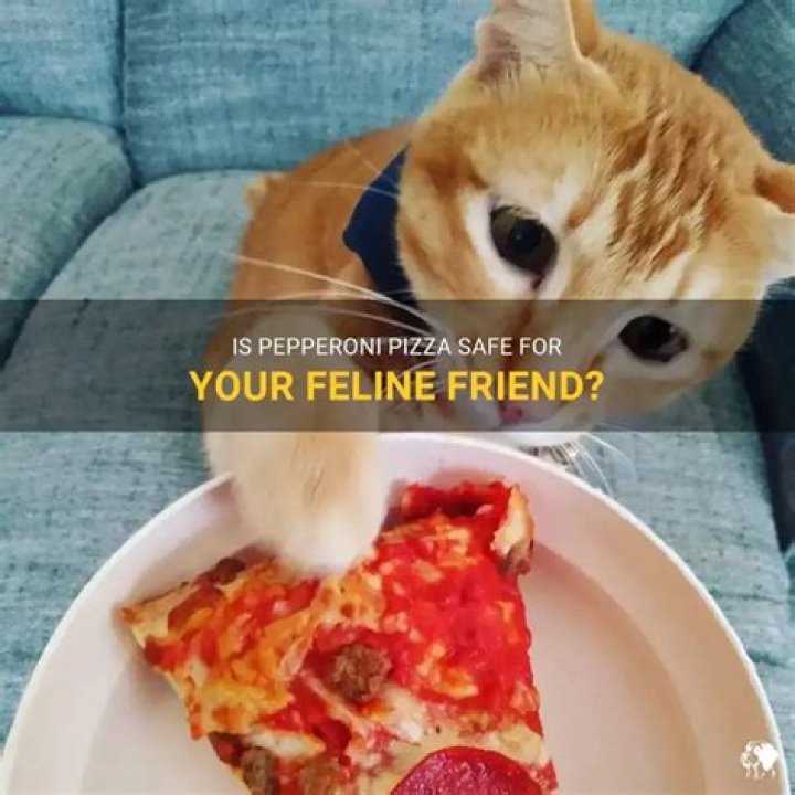 Can cats eat pepperoni pizza?