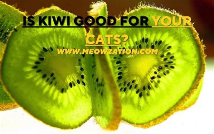 Can cats have Kiwi?
