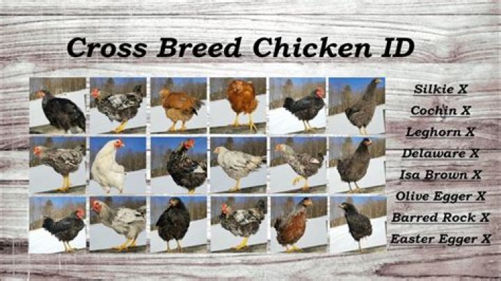 Can chicken crossbreed?