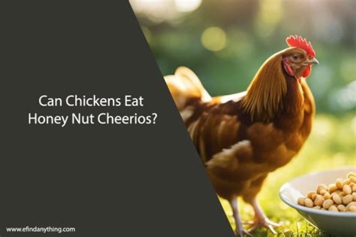 Can chickens eat honey?