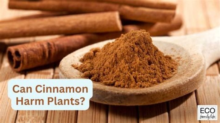 Can cinnamon powder harm plants?