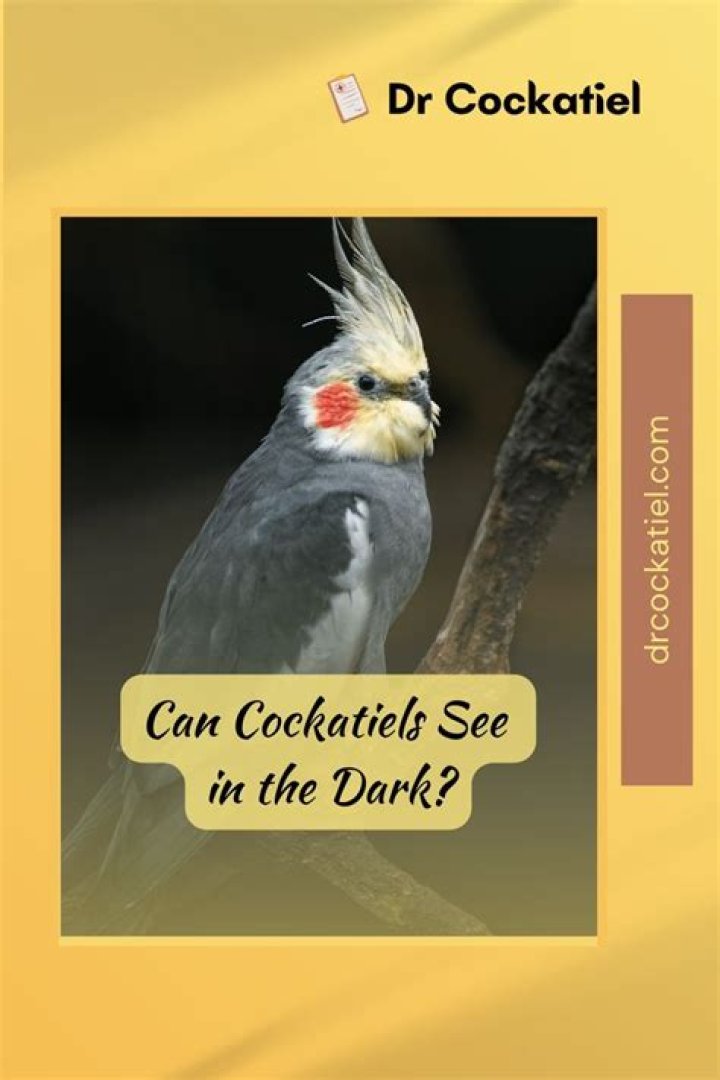 Can cockatiels see in the dark?