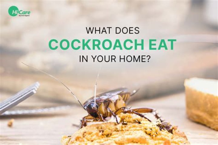 Can cockroaches be eaten?