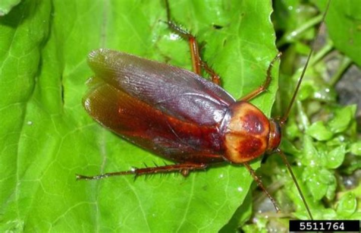 Can cockroaches hurt you?