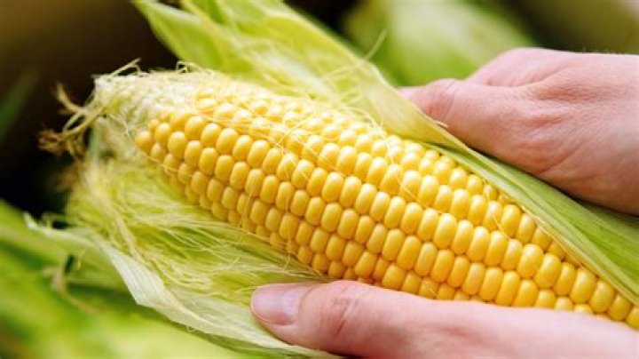 Can cooked corn on the cob go in compost?