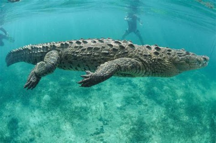 Can crocodiles survive in Texas?