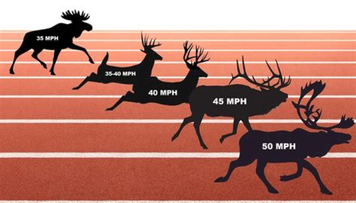 Can deer run long distance?