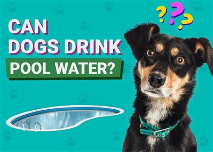 Can dogs drink standing water?