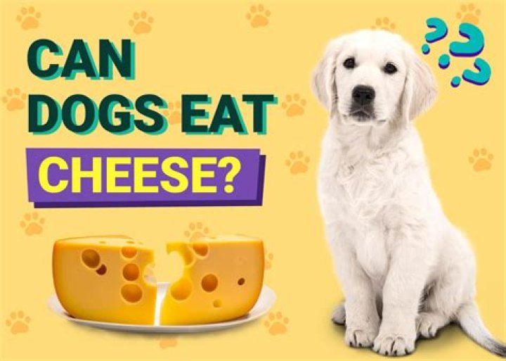 Can dogs eat moon cheese?