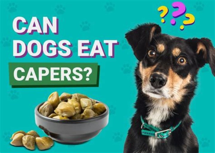 Can dogs hate owner?