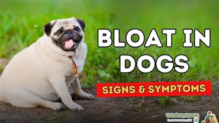Can dogs poop if they have bloat?