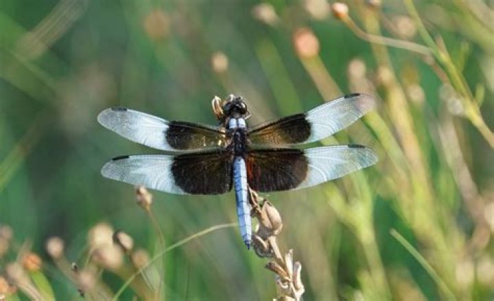 Can dragonflies hear?