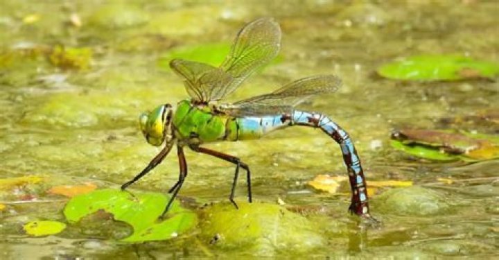 Can dragonflies swim?