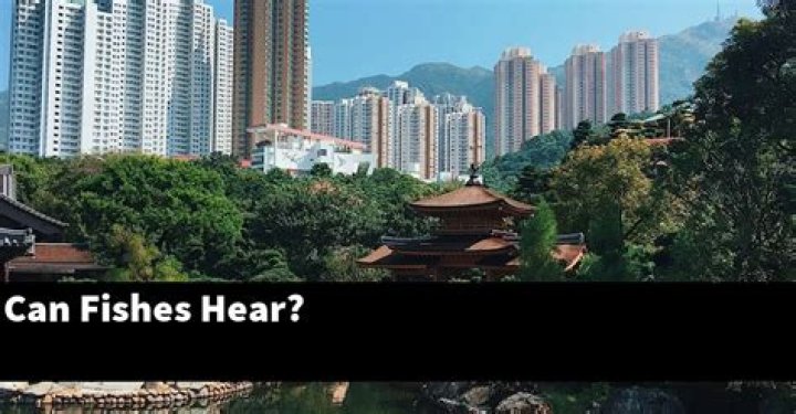 Can fishes hear?