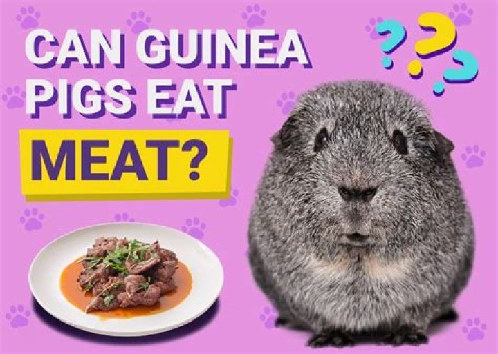 Can guinea pigs eat meat?