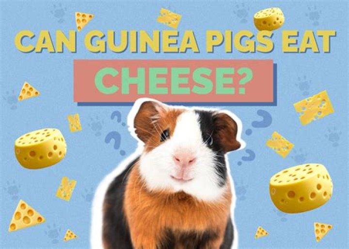 Can guinea pigs have cheese?