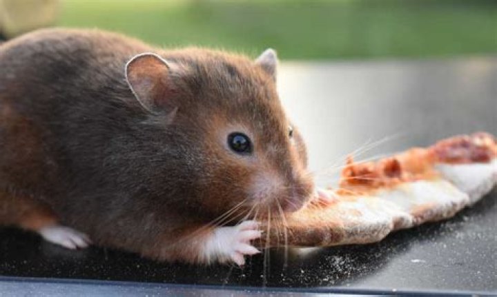Can hamsters eat pizza?
