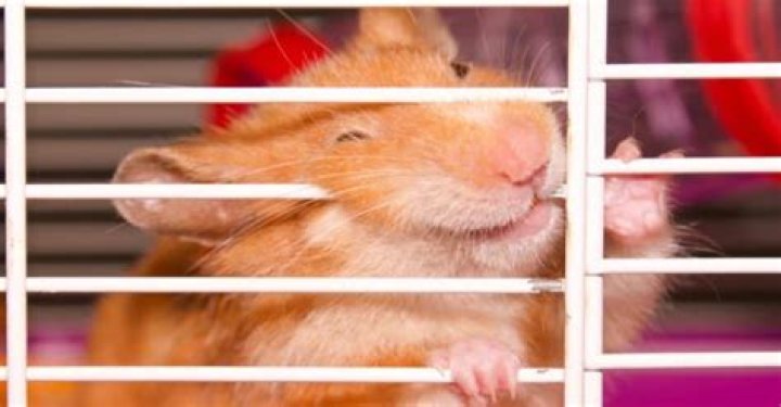 Can hamsters poop out their organs?