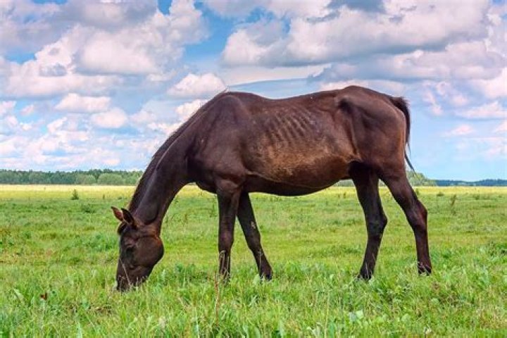 Can hay be too green for horses?