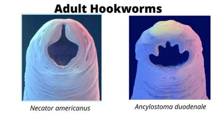 Can hookworms hurt humans?