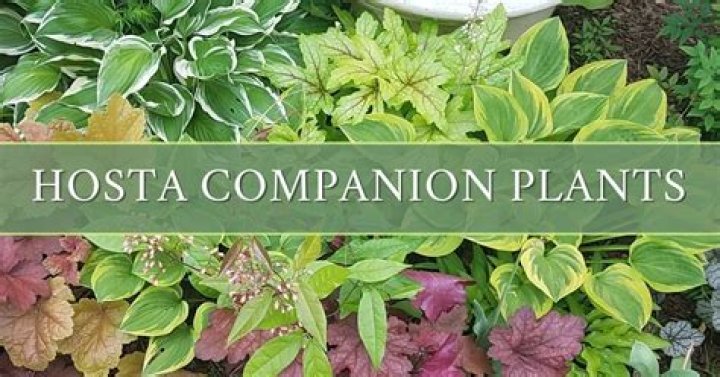 Can hostas be grown from cuttings?