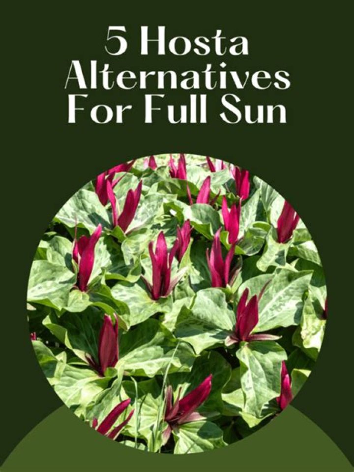 Can hostas be in full sun?