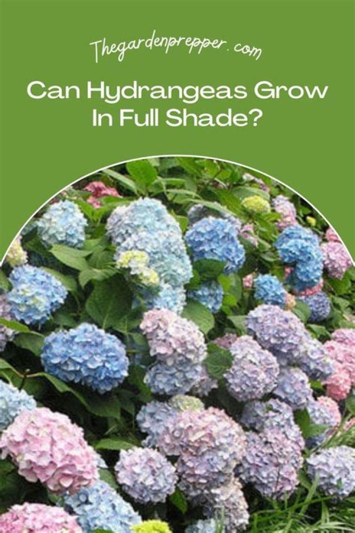 Can hydrangeas grow in full shade?