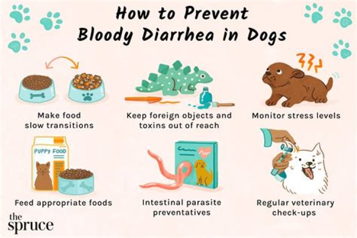 Can I give my dog water if he has diarrhea?