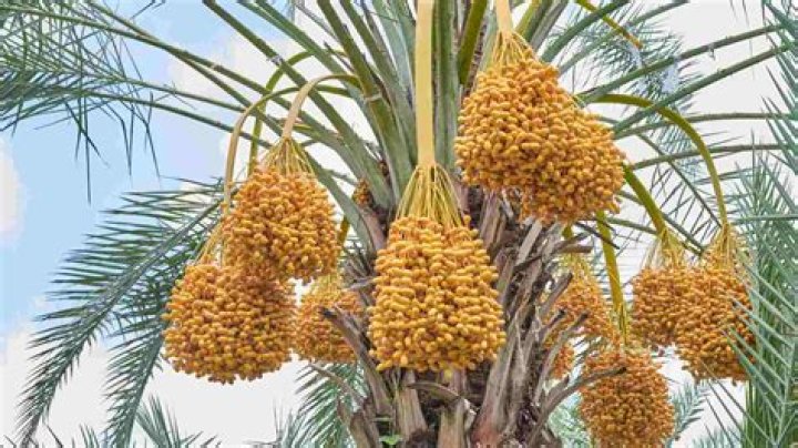 Can I go on dates for money?