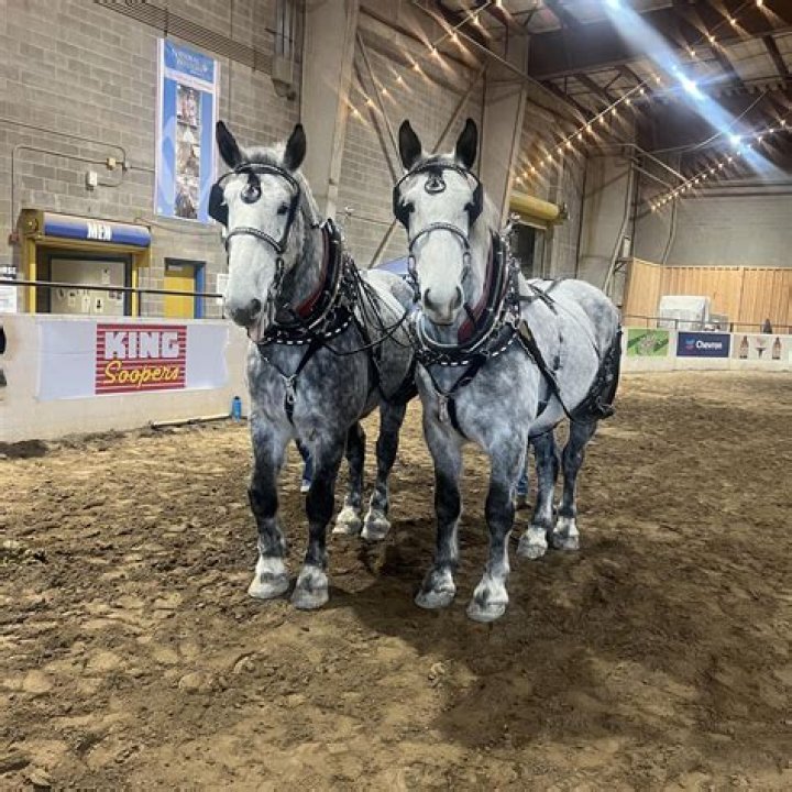 Can I lunge my horse everyday?