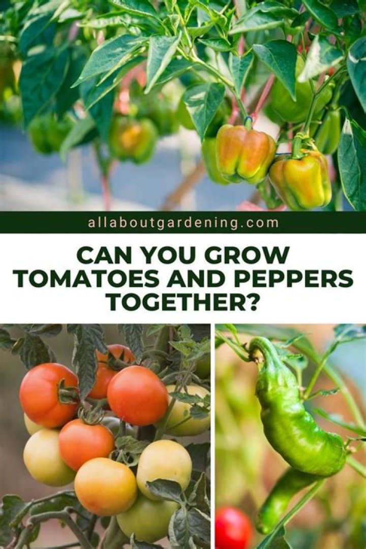 Can I plant tomatoes and peppers together?