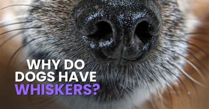 Can I pluck my dog's whiskers?