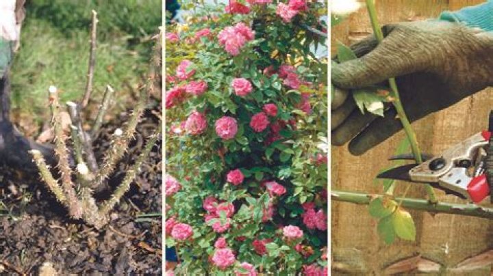 Can I prune roses in December?