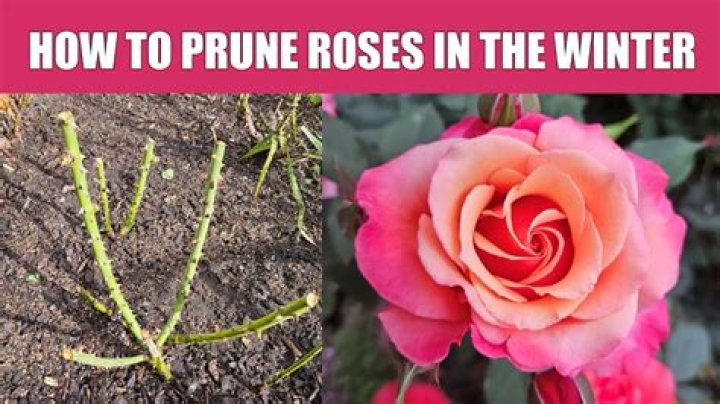 Can I prune roses in October?