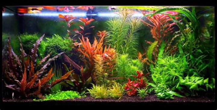 Can I put a rose in a fish tank?