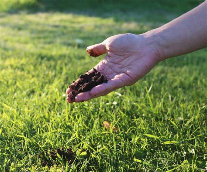 Can I put used coffee grounds on my lawn?