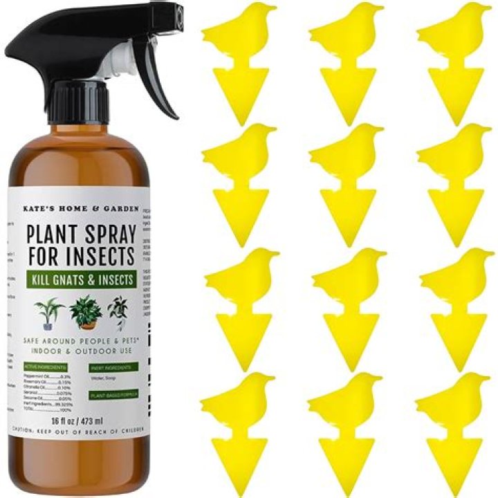 Can I spray water on my plants everyday?