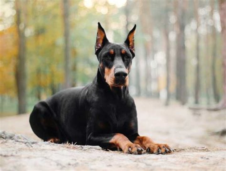 Can I take a dog to Pompeii?