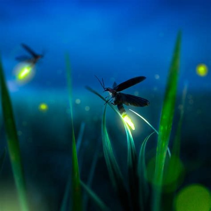 Can I use my phone in Asia?