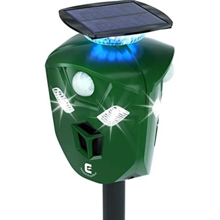 Can keeping lights on will repel rats?