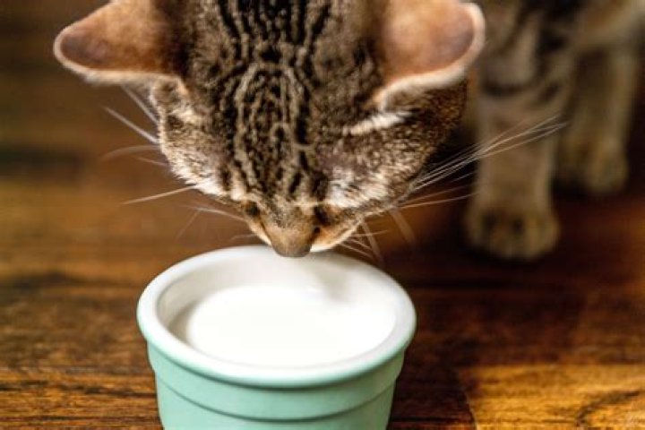 Can kittens have milk?